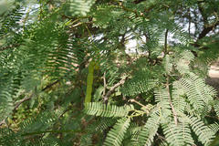 Prosopis juliflora